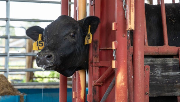 A calf peers out of a pen after being castrated by Dr. Roger Thomas, one of the owners of Thomas and England Veterinary Services in Smiths Grove, at WPH Farms in Allen County on Friday afternoon, June 21, 2024. Thomas said he travels far and wide to accommodate the high demand for large animal care as the Kentucky Rural Veterinary Loan Repayment Program, a new vet student loan repayment program approved by the state legislature this year that offers up to $87,500 in loan repayments over five years to vets who agree to practice on livestock in underserved rural areas or other shortage areas, aims to make a dent in a decades-long rural large animal vet shortage. (Grace Ramey McDowell/grace.ramey@bgdailynews.com)