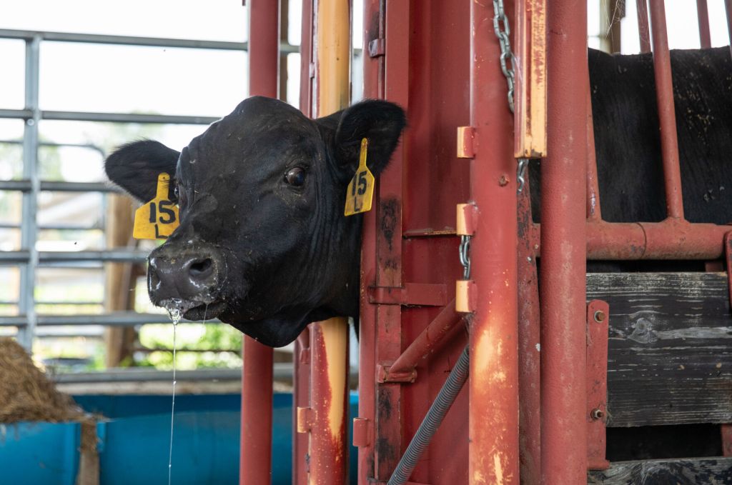 A calf peers out of a pen after being castrated by Dr. Roger Thomas, one of the owners of Thomas and England Veterinary Services in Smiths Grove, at WPH Farms in Allen County on Friday afternoon, June 21, 2024. Thomas said he travels far and wide to accommodate the high demand for large animal care as the Kentucky Rural Veterinary Loan Repayment Program, a new vet student loan repayment program approved by the state legislature this year that offers up to $87,500 in loan repayments over five years to vets who agree to practice on livestock in underserved rural areas or other shortage areas, aims to make a dent in a decades-long rural large animal vet shortage. (Grace Ramey McDowell/grace.ramey@bgdailynews.com)