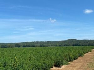A field where hemp is grown at Sky Extracts, a Bowling Green company.