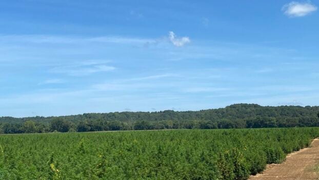 A field where hemp is grown at Sky Extracts, a Bowling Green company.