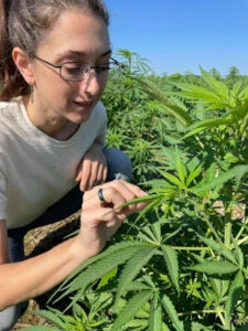 Katie Moyer, founder of Kentucky Hemp Works and President of the Kentucky Hemp Association, studies a hemp plant. Moyer is hesitant to participate in the medical marijuana program for several reasons. 